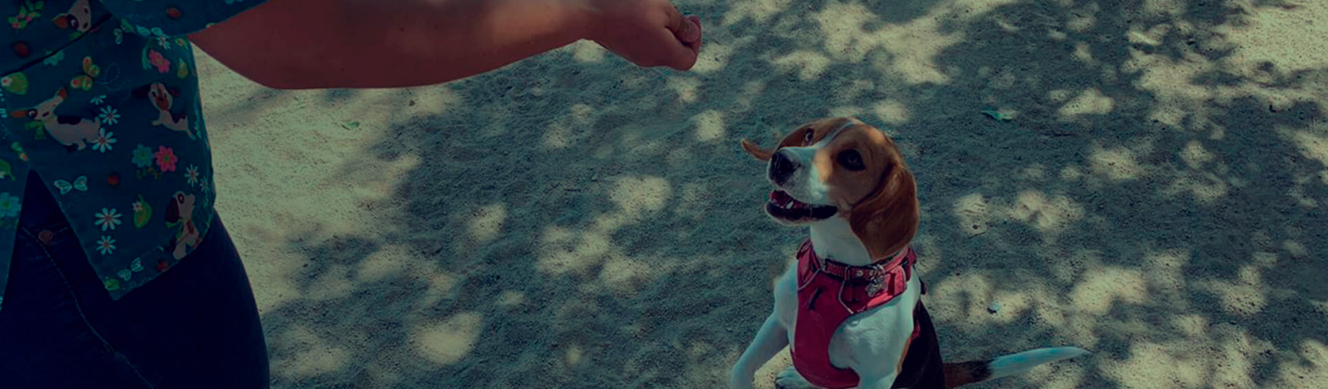 Header Medio Ambiente
