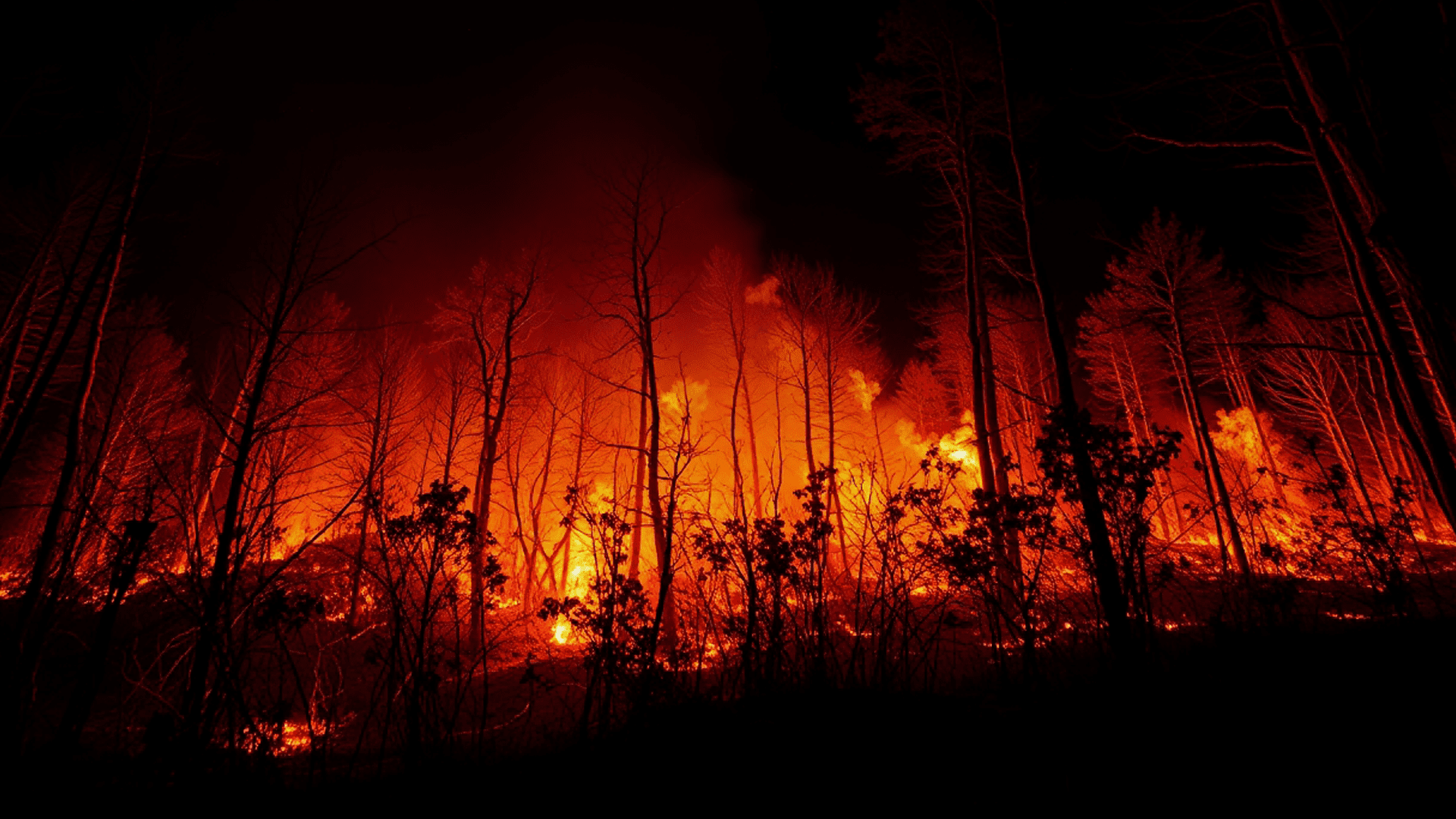Campa&ntilde;a solidaria